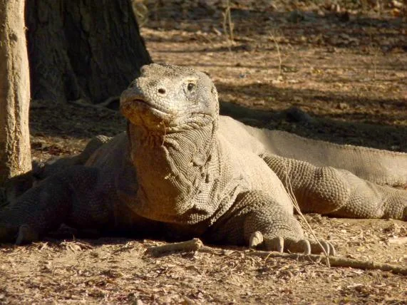 d9596c9f6e433220fe3bfe68d39f33122bb34ffa 01-komodowaran.JPG