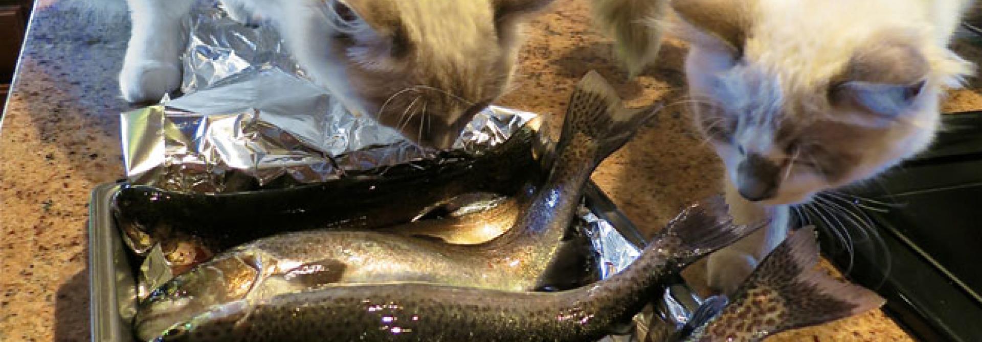 katzen-fisch-steve-jurvetson-by.jpg