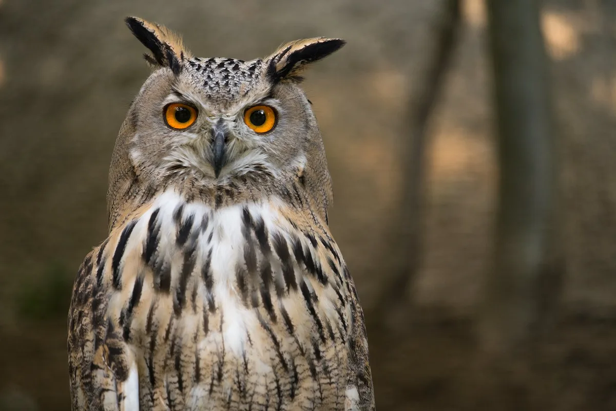 uhu Erkennen Sie diese Tiere an ihren wissenschaftlichen Namen?