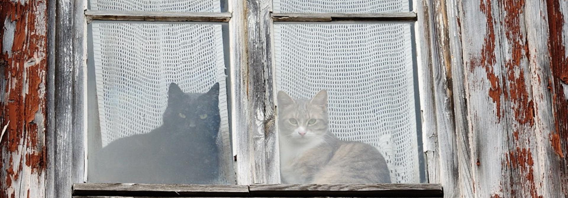katzenfenster.jpg