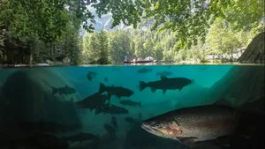 Kraftwerken zum Trotz: Fische sollen im Misox ungehindert wandern können.
