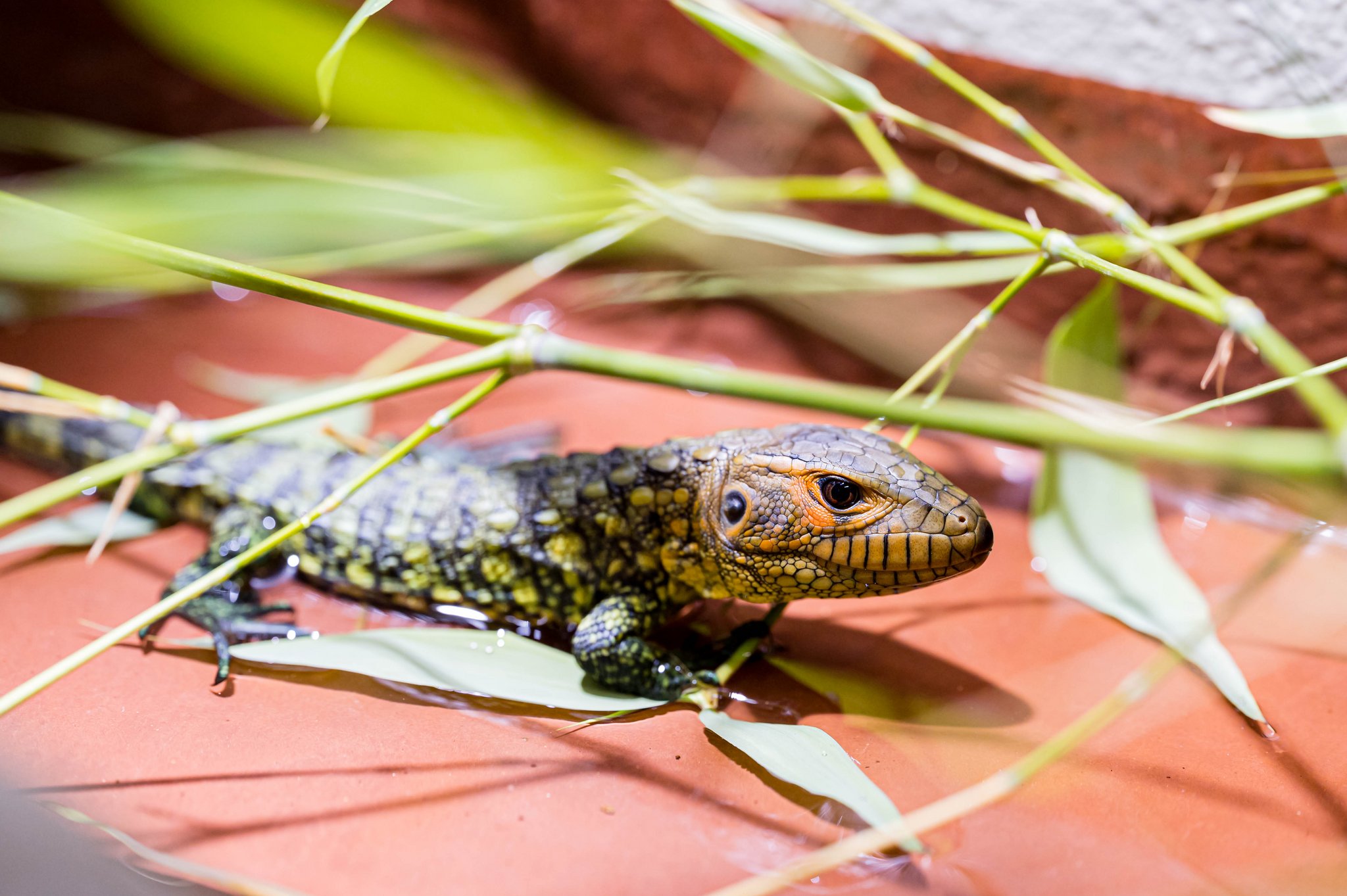 Seltene Nachzucht beim Krokodilteju geschlüpft