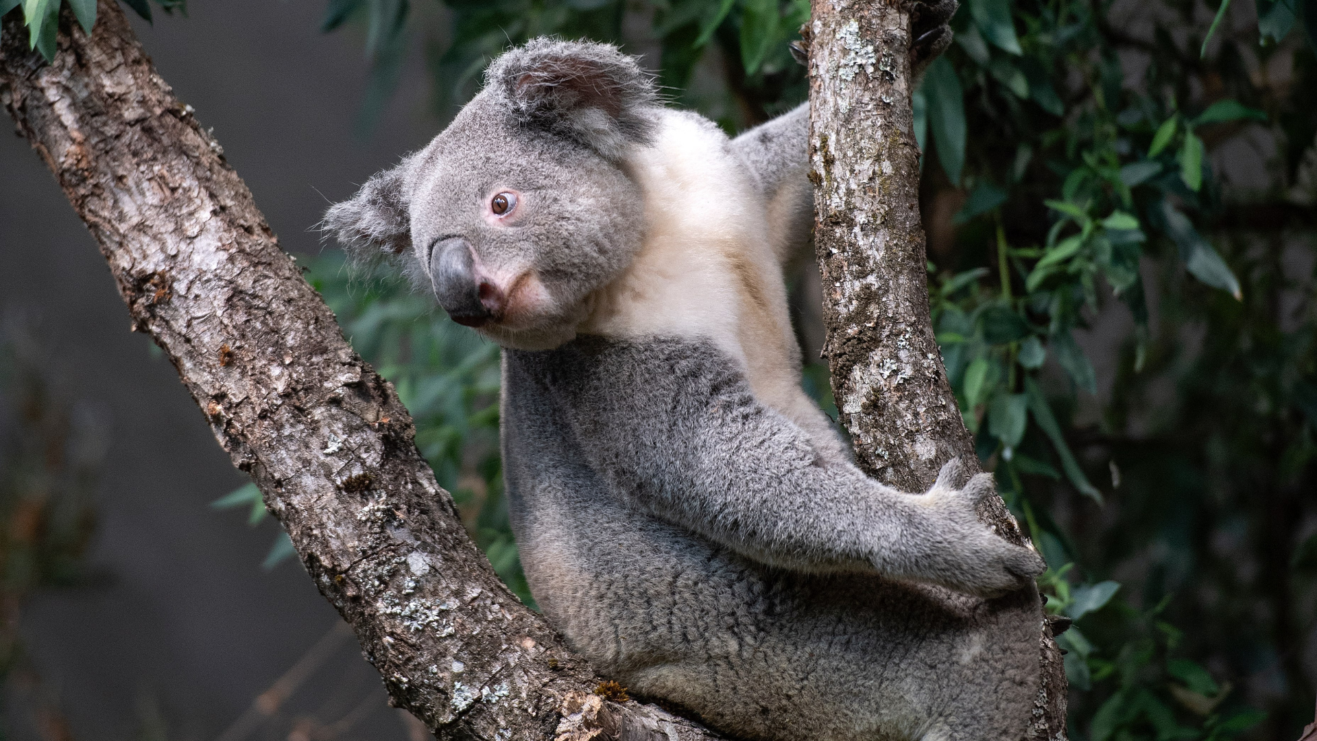 Zoo Zürich hofft im 2023 auf Nachwuchs bei bedrohten Tierarten