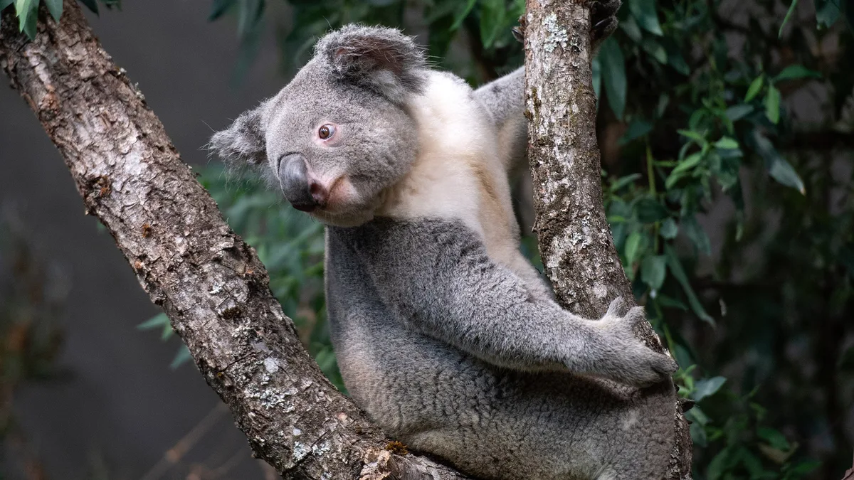 Artikelbild_TierWelt_zoo_Zu__rich Zoo Zürich hofft im 2023 auf Nachwuchs bei bedrohten Tierarten