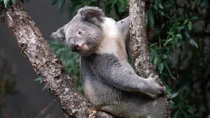 Bei den Koalas erhofft man sich Nachwuchs.