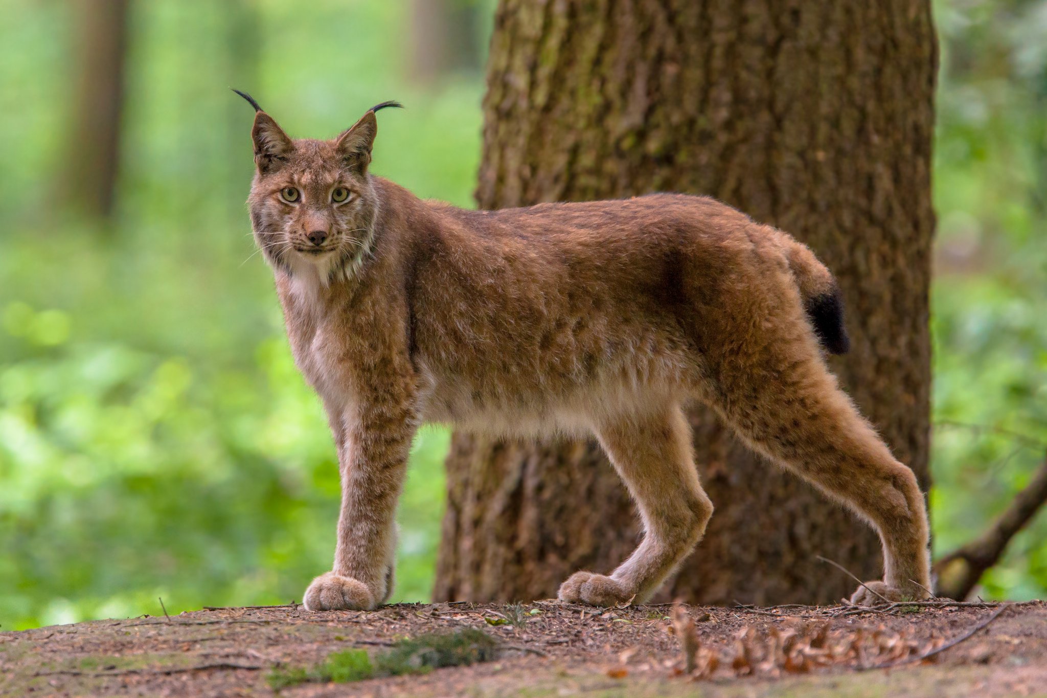 Junger Luchs von Auto getötet