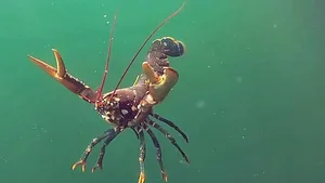 In den Windparks in der Nordsee sollen Hummer heimisch werden