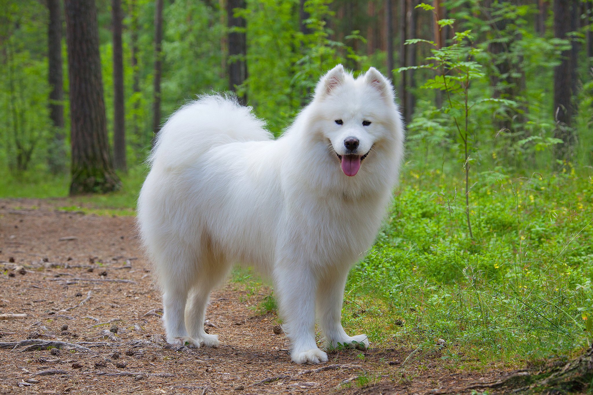 Samojede – der lächelnde Schlittenhund