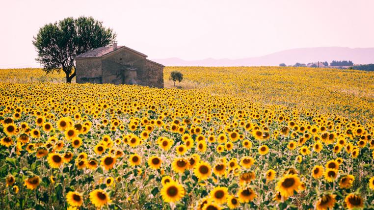 Sonnenblumen1.jpg