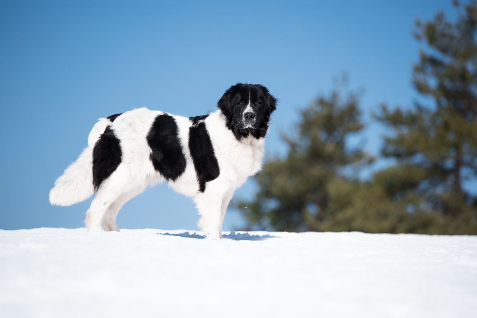 Landseer: Der sanfte Wasserrettungs-Hund