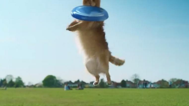 dog1.jpg