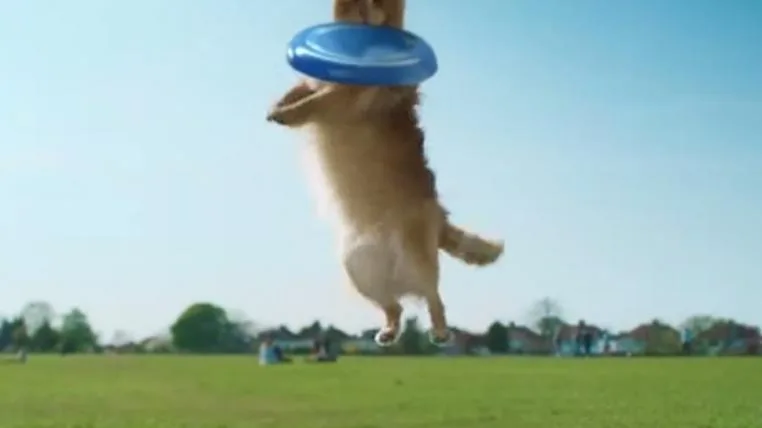 9394684b9160a4cd93660f205407ee2d017f7248 dog1.jpg