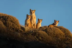 Das Puma-Weibchen Colmillo mit ihren drei Kleinen im ersten Morgenlicht. Die Jungtiere sind etwa vier Monate alt.