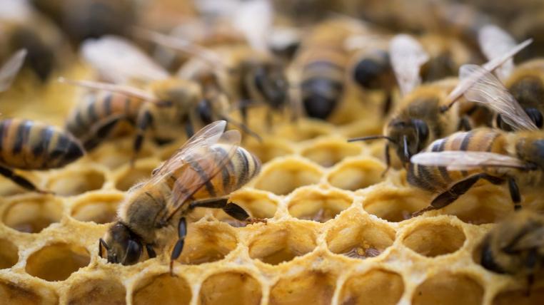 Bienen im Stock
