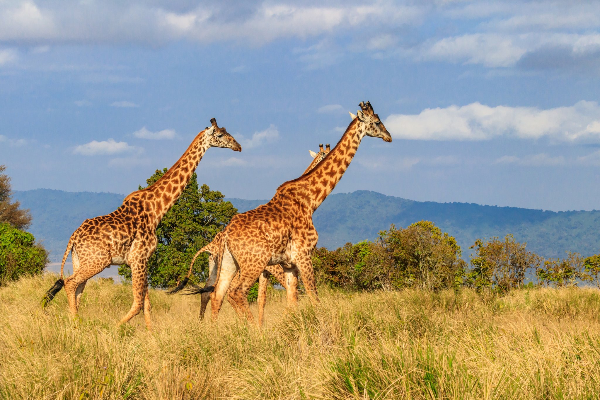 50 Fragen zu Giraffen