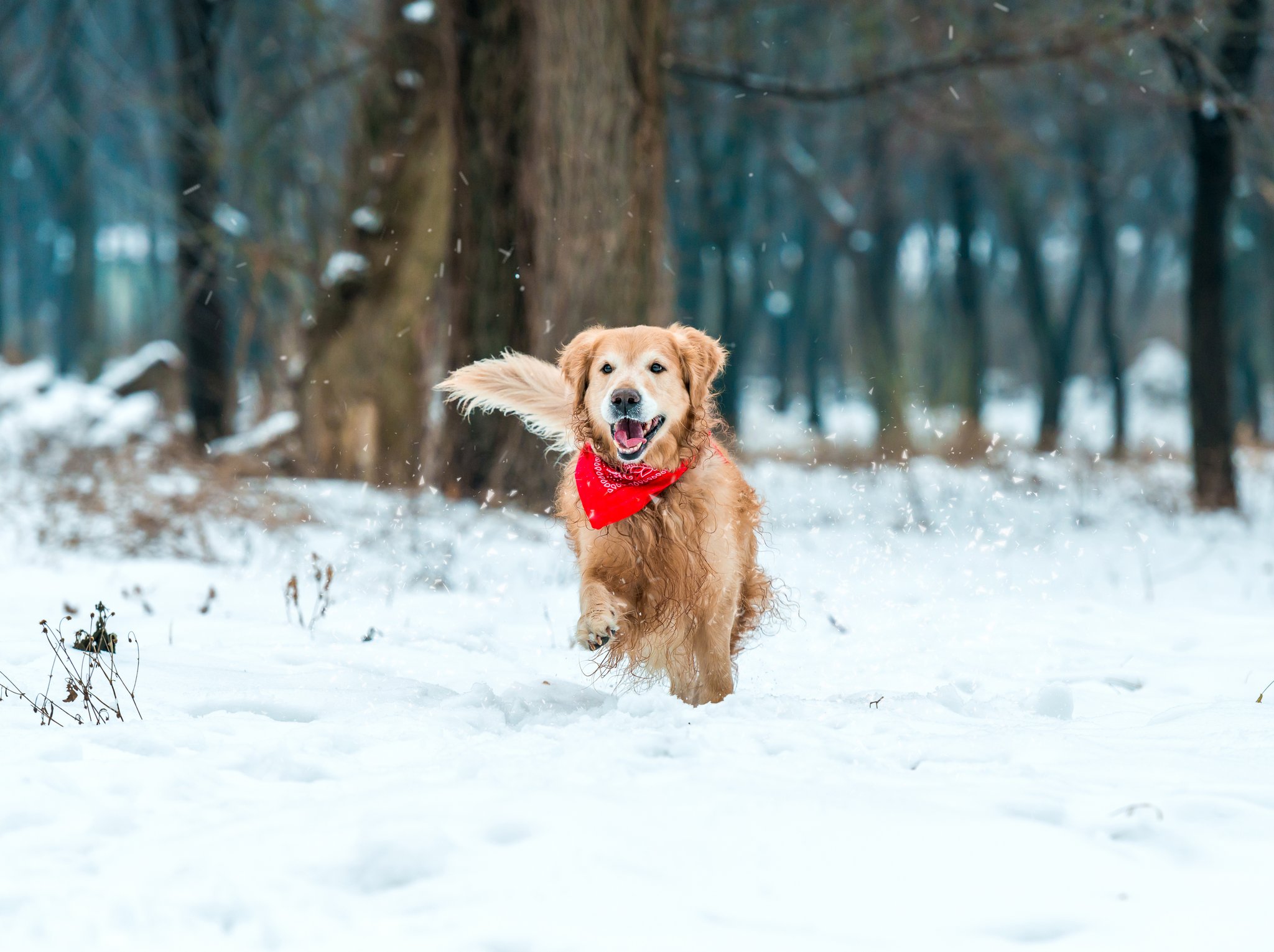 So schützt man die Pfoten seines Hundes im Winter