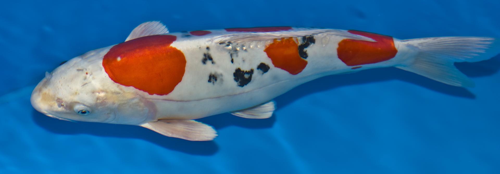 koi.jpg