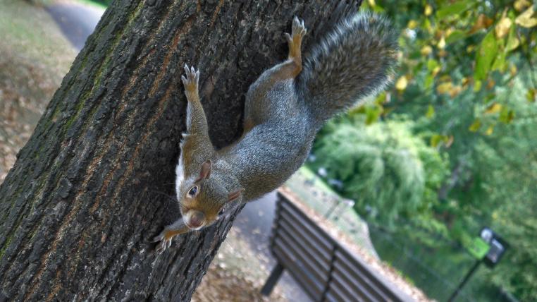 Grauhörnchen London