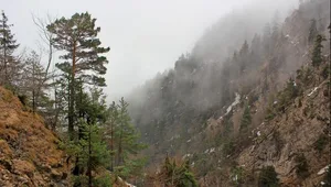 Bäume, Felsen, Nebelschwaden: So präsentiert sich die Lochbachschlucht an diesem nassen Tag.