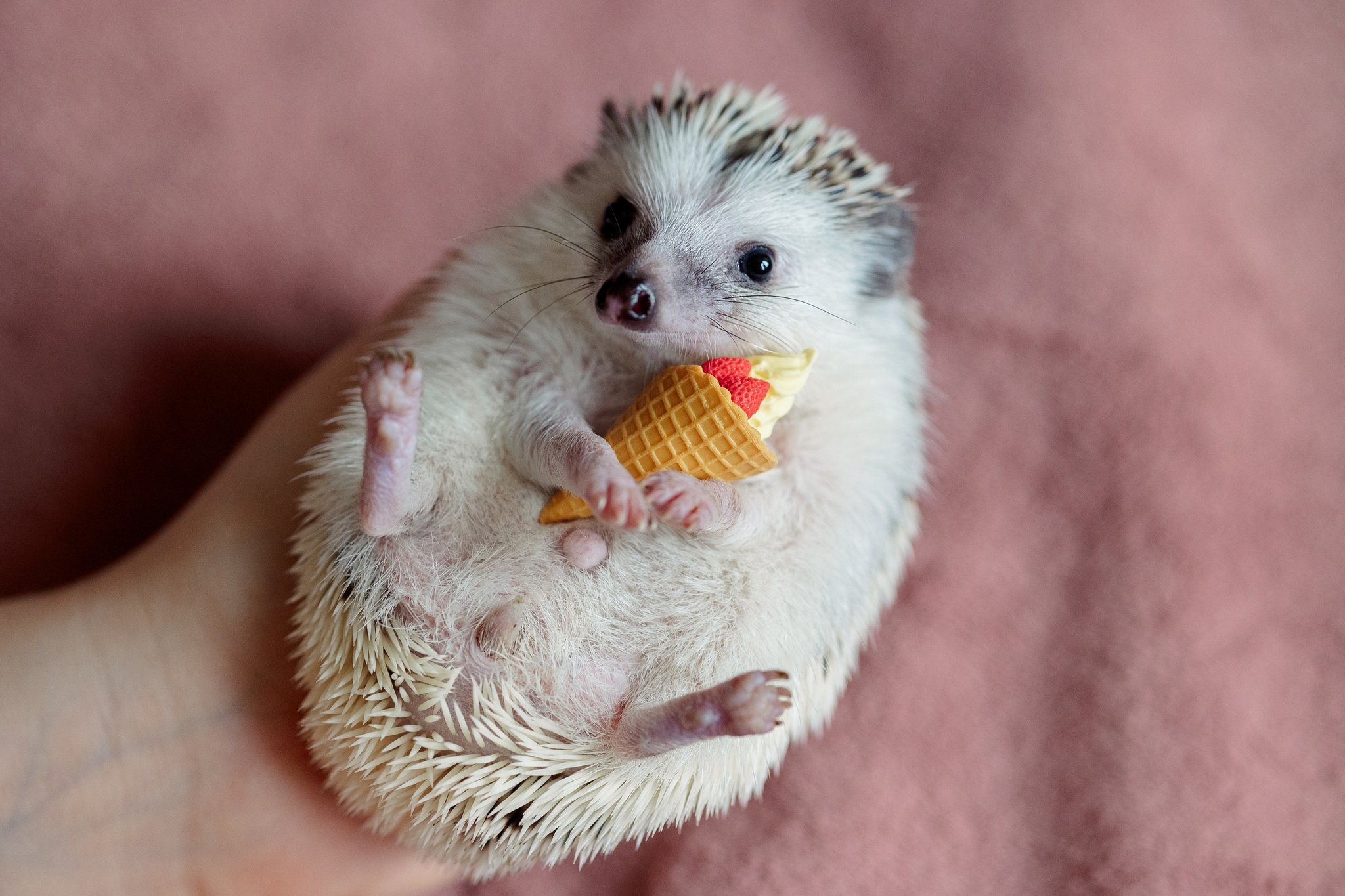 Igel fühlen sich nur als Wildtiere wohl