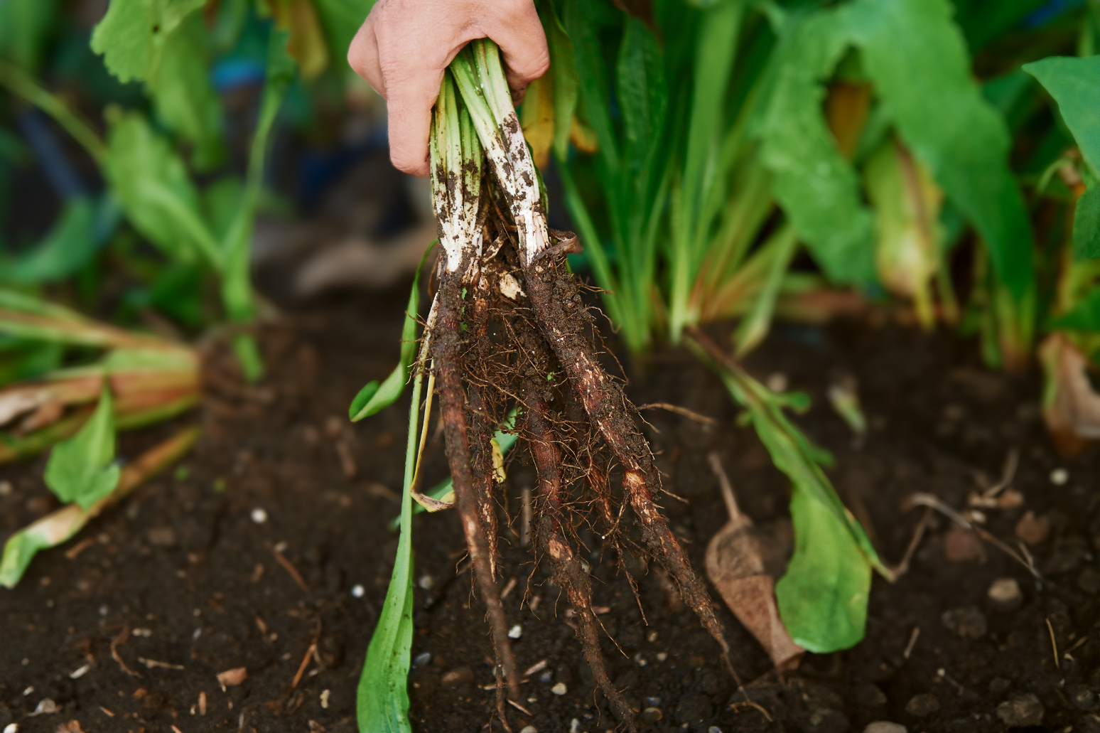 Schwarzwurzel: Die Spargel der Armen