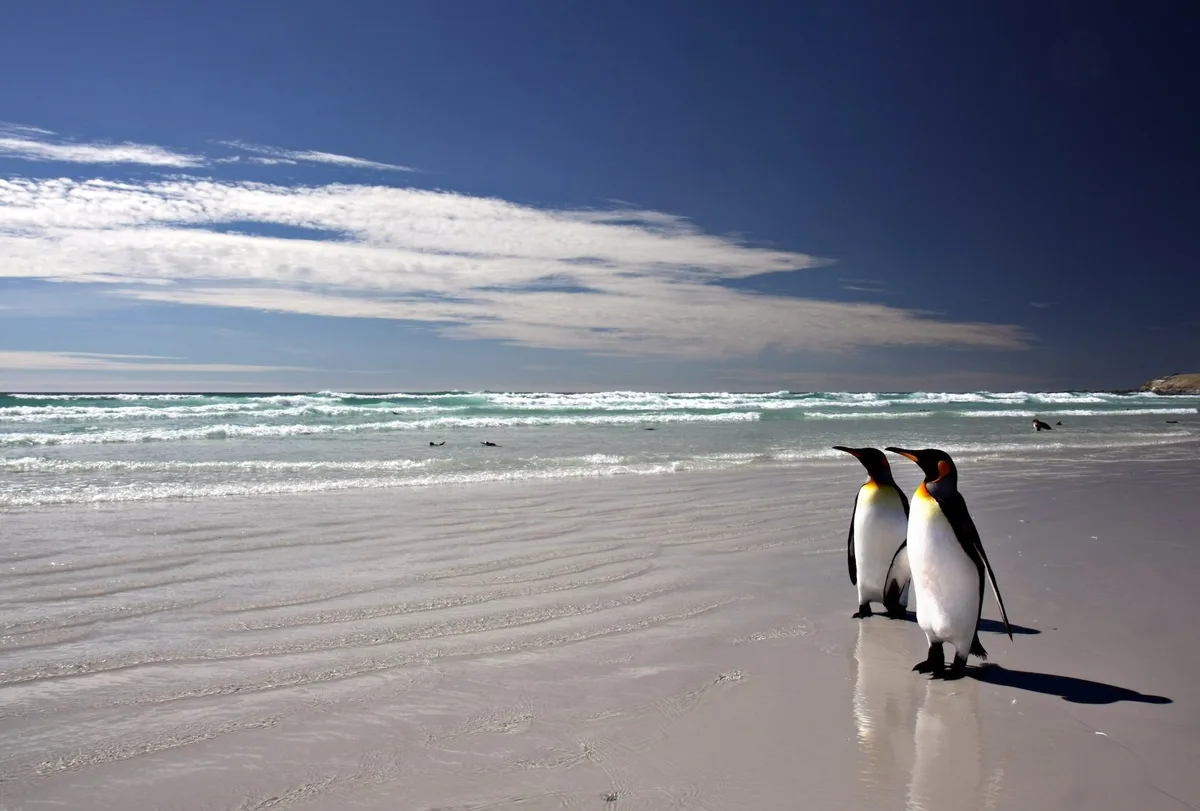 Ko__nigspinguin Pinguine fühlen sich nicht nur im antarktischen Eis wohl