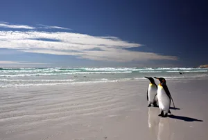 Der Königspinguin ist die zweitgrösste Pinguinart und brütet an sonnenexponierten Küstenabschnitten auf subantarktischen Inseln.