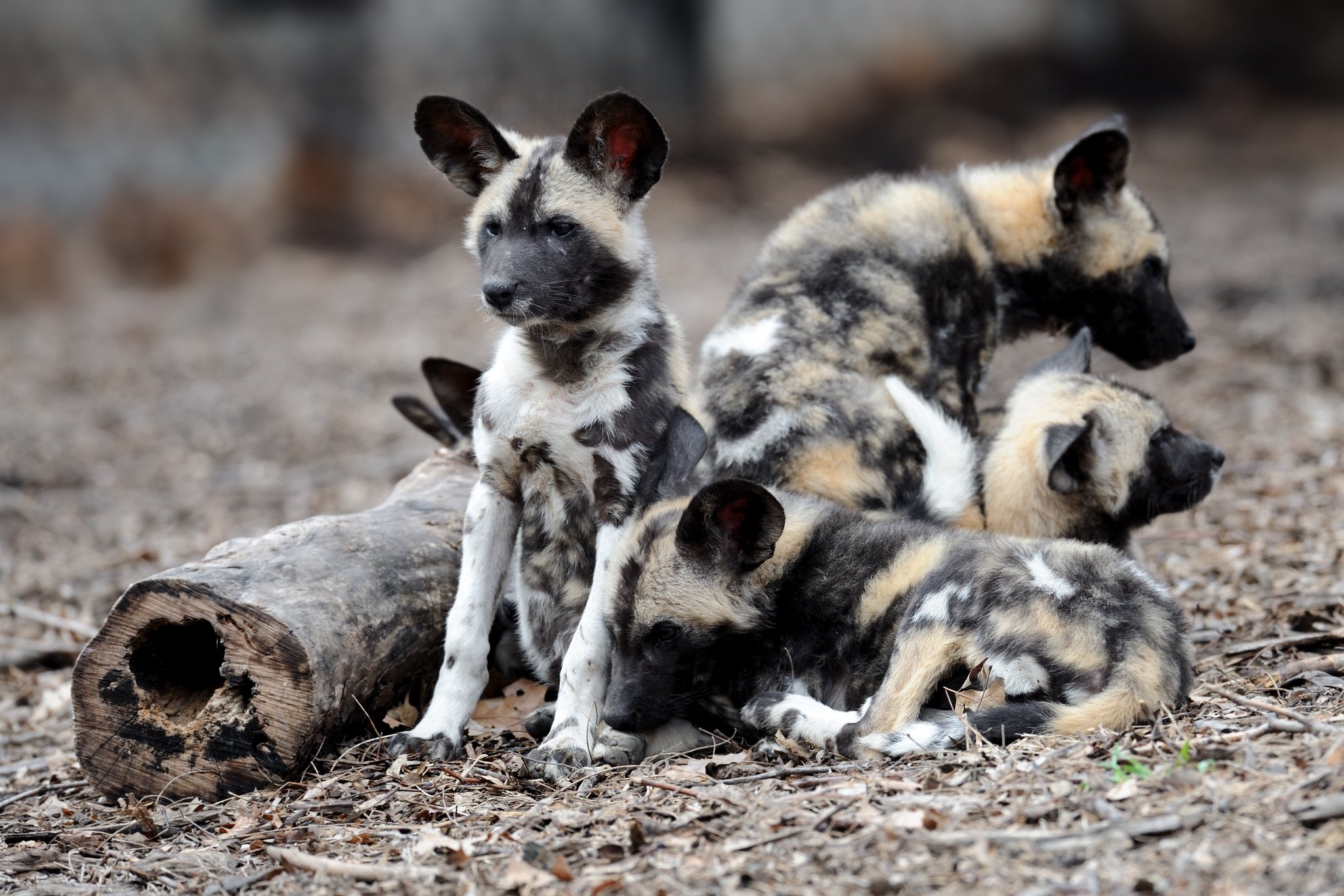 Afrikanische Wildhund-Babys sterben wegen Hitze