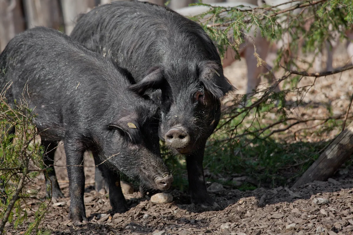 Schwarzes_Alpenschwein_4 Das einst verloren geglaubte Schwarze Alpenschwein