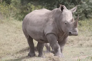 Ein Breitmaulnashorn unterwegs in der Savanne am Nakurusee in Kenia.
