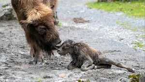 Jööh: Das kleine Wisentli kam vor den Augen der Besucherinnen und Besucher zur Welt.