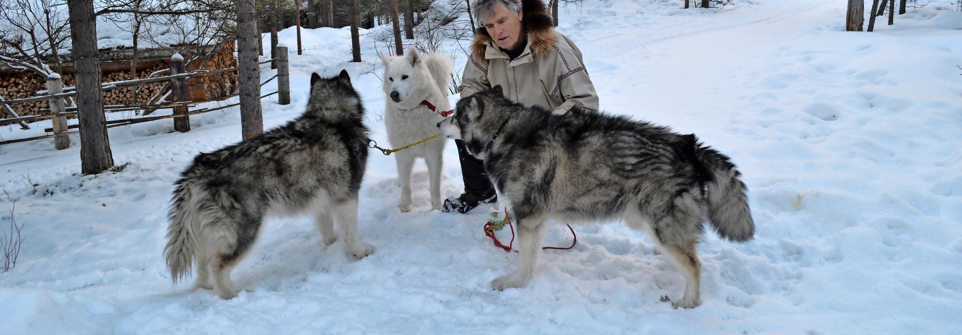 Inuit Dogs im Schnee