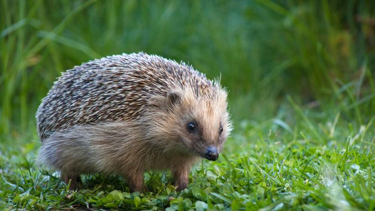 Igel