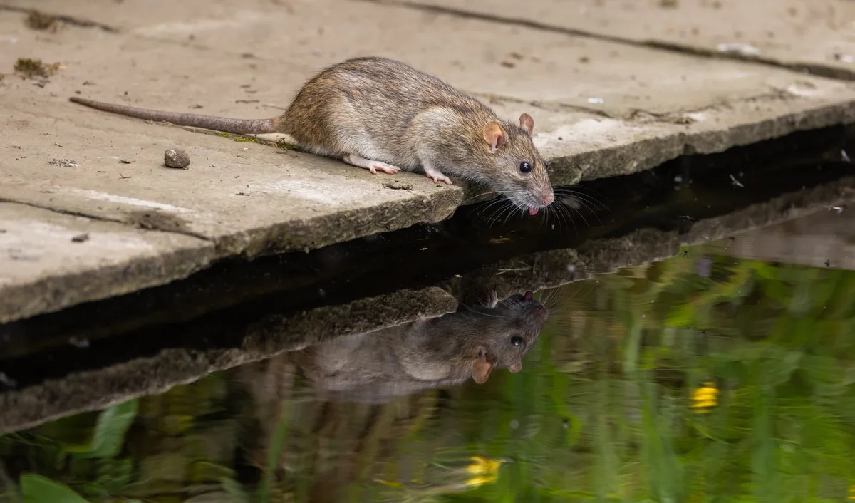 shutterstock_2497454211 «Bei Ratten ist nichts so, wie es scheint»