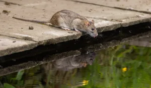 Die Wanderratte ist dem Menschen von Asien nach Europa gefolgt und lebt oft in der Nähe des Wassers.