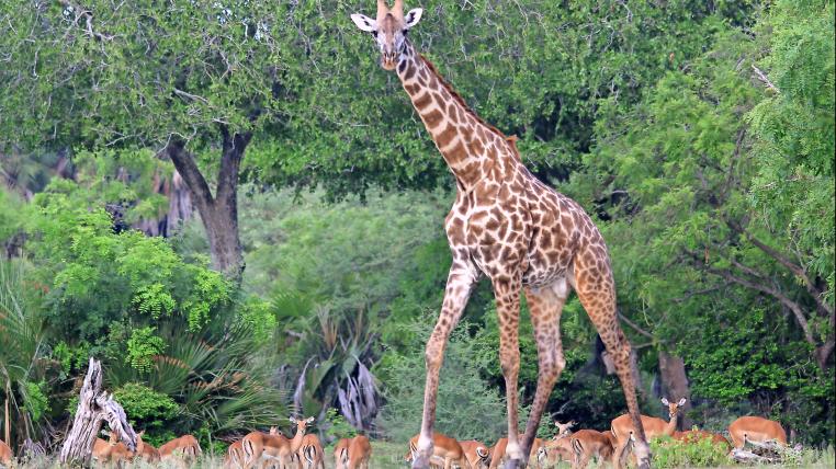 Giraffe