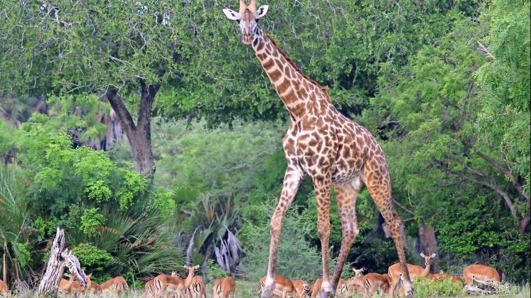 6baf4e955377eb59dc93166e89e0f86a3ba69efe Giraffe
