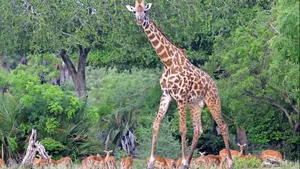 Noch können sich Gabelracke (l.), Elefant (r.), Giraffe und Impalas im Wildreservat frei bewegen.