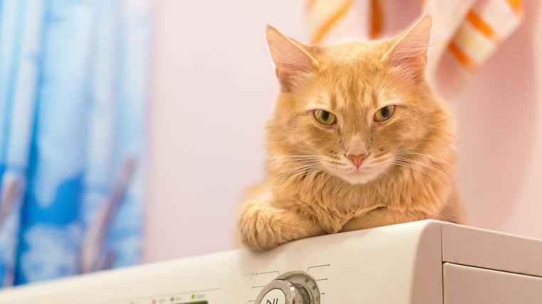 Katze auf Waschmaschine