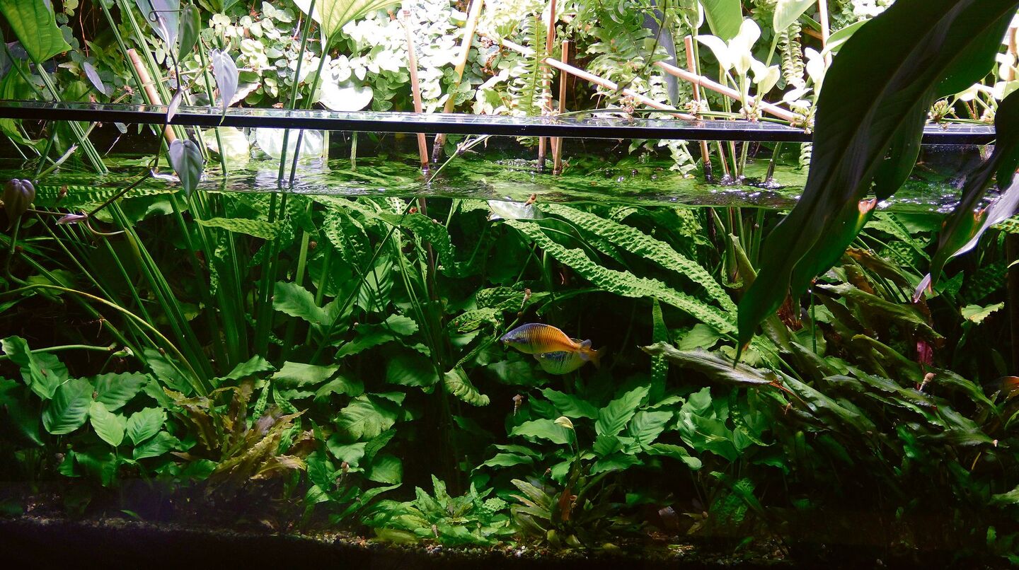 Aus einem tropischen Paludarium wachsen Sumpfpflanzen der Gattung Echinodorus und im Wasserteil schwimmen Boesemans Regenbogenfische.