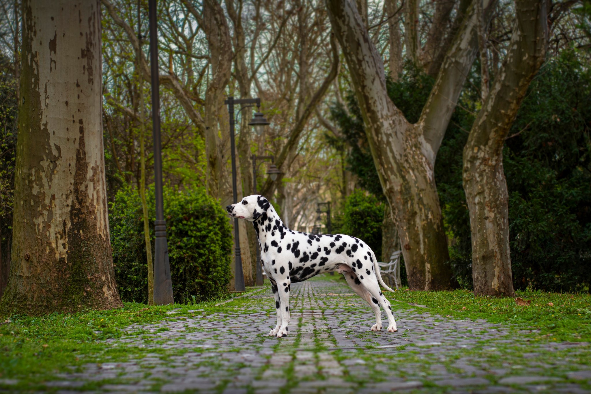 Dalmatiner: Aktiver, intelligenter Familienhund mit einzigartigem Look