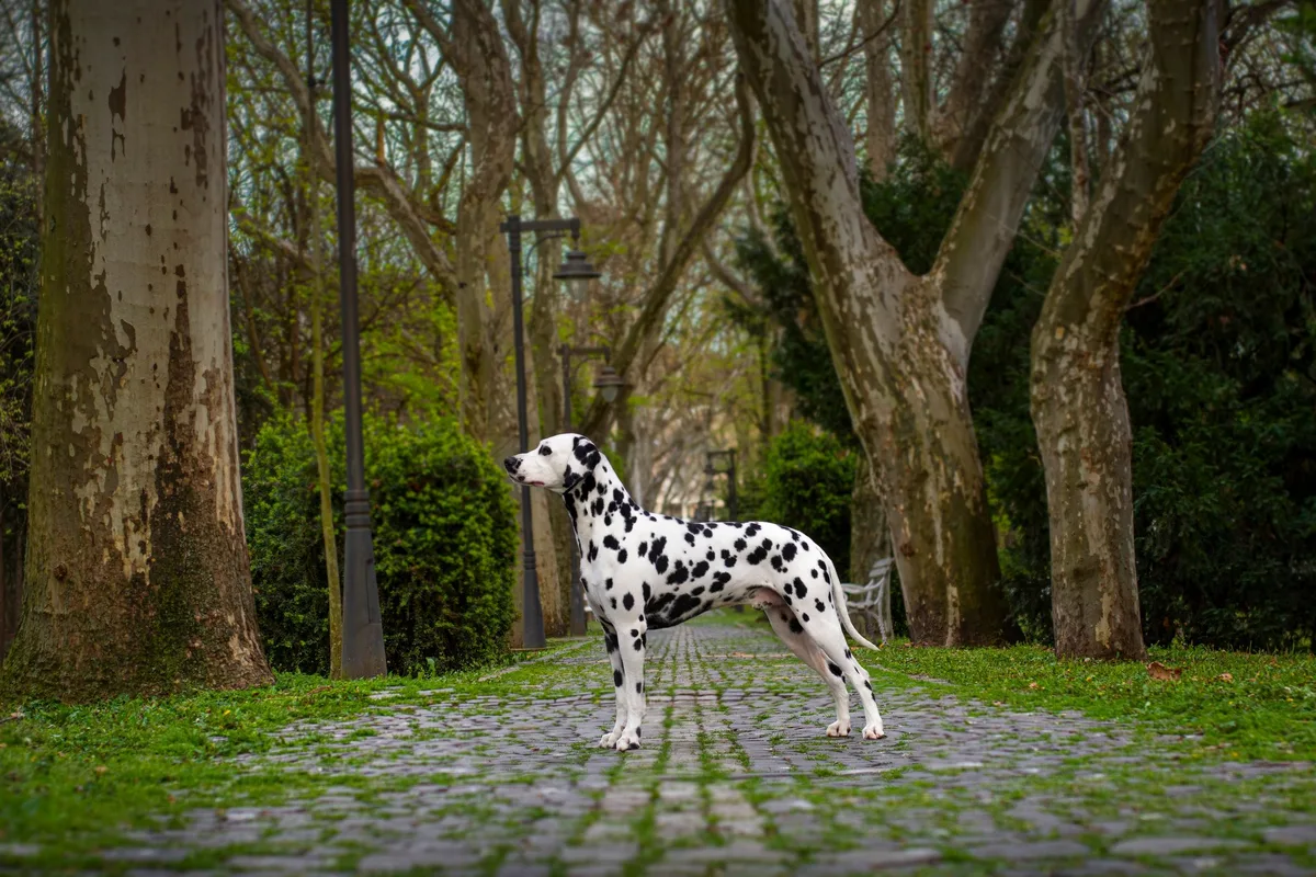 shutterstock_2448787419 Dalmatiner: Aktiver, intelligenter Familienhund mit einzigartigem Look