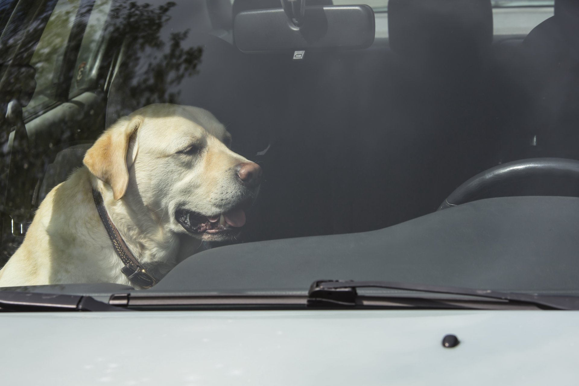 Warum Autos im Sommer für Hunde sehr gefährlich sind