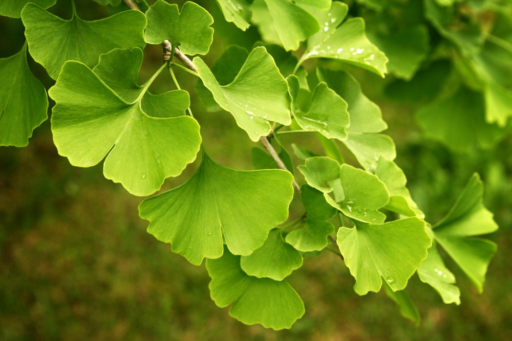 Der Ginkgo-Baum (Ginkgo biloba)