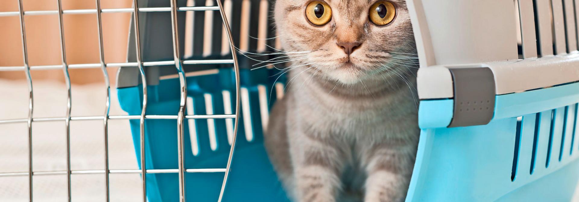 katze-herzig.jpg