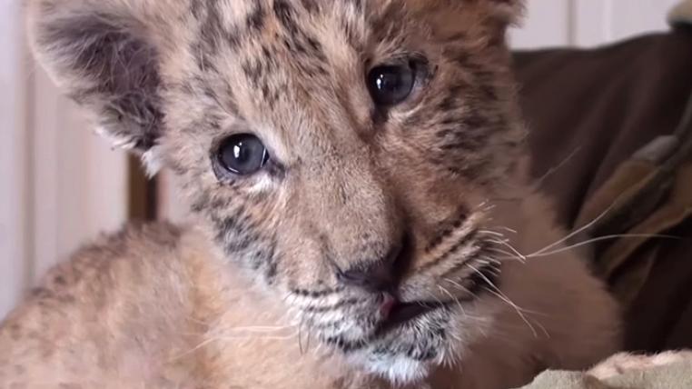 Liger in Russland