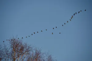 Im Frühling und Herbst ziehen immer öfters auch Kraniche über die Schweiz.