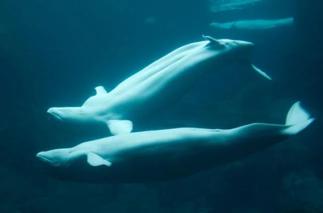 f7aecd316be700f053cf88095ce17598ab595233 1beluga-brian-gratwicke-by.jpg