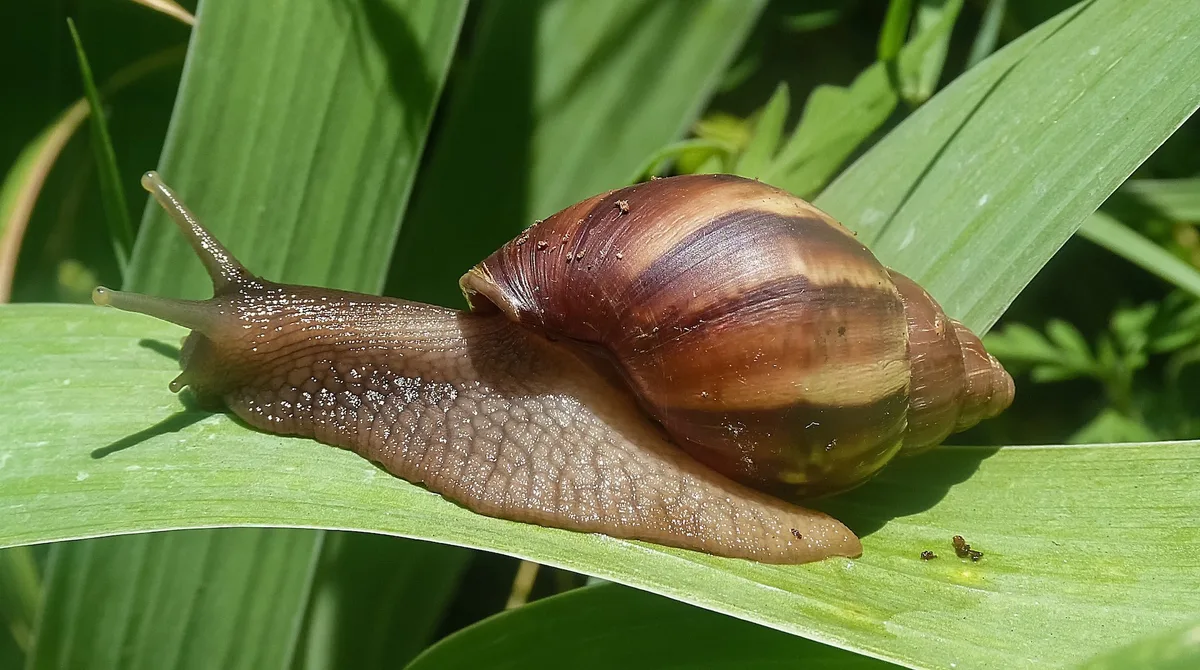 afrikansicheRiesenschnecke Acht Fakten zu Schnecken