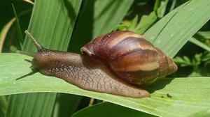 Die afrikanische Riesenschnecke wird gelegentlich als Haustier gehalten und gehört mit einer Häuschenlänge von über 20 Zentimetern zu den grössten Schnecken der Welt.